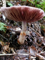 Cortinarius taylorianus