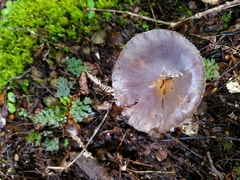 Cortinarius taylorianus