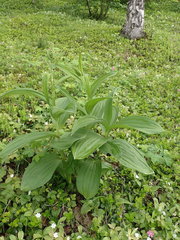 Veratrum lobelianum