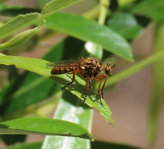 Callinicus pictitarsis