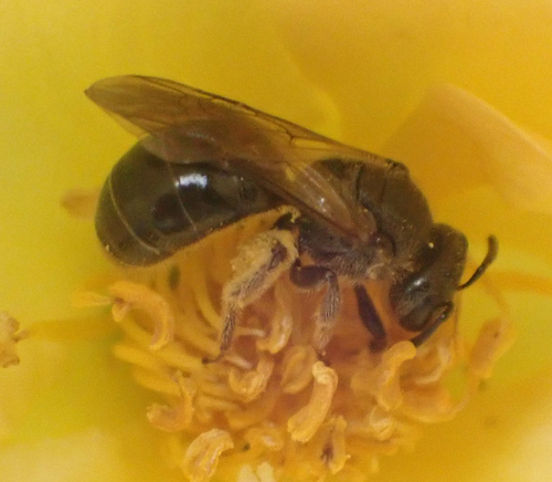Black-and-green Metallic Sweat Bee