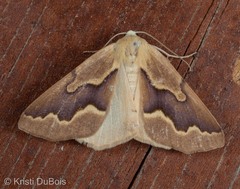 Sabulodes edwardsata