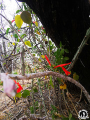 Anisacanthus thurberi