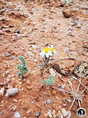 Thymophylla concinna