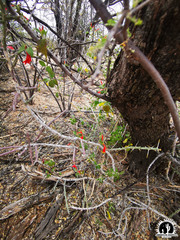 Anisacanthus thurberi