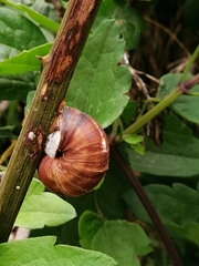 Helix lucorum
