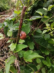 Helix lucorum