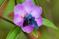 Xylocopa caerulea