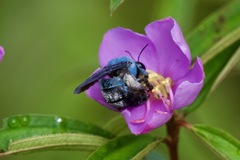 Xylocopa caerulea