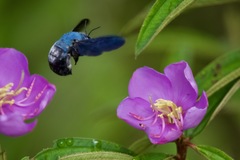 Xylocopa caerulea