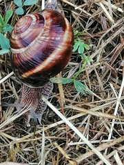 Helix lucorum