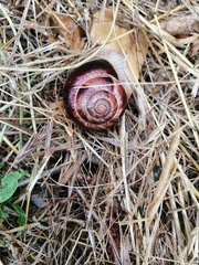 Helix lucorum
