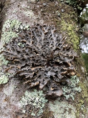 Pseudocyphellaria intricata