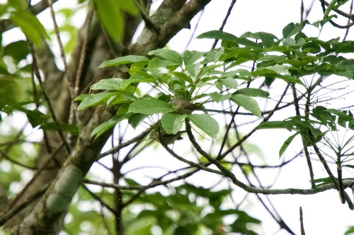 Pygmy Heleia (Heleia squamifrons), photo 2