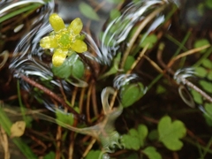 Ranunculus kirkii