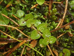 Nertera scapanioides