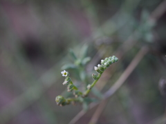 Heliotropium bacciferum