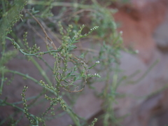 Heliotropium bacciferum