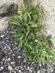 Solidago leiocarpa