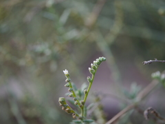 Heliotropium bacciferum