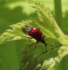 Merhynchites wickhami