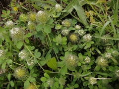 Trifolium