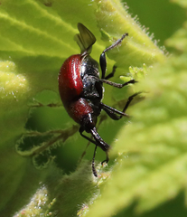 Merhynchites wickhami