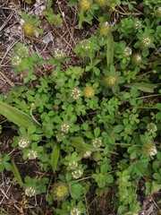Trifolium