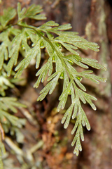 Abrodictyum caudatum