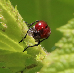 Merhynchites wickhami