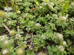 Trifolium