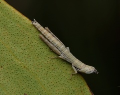 Geckomima brevirostris