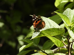 Vanessa tameamea
