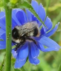 Bombus sichelii