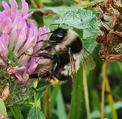 Bombus sichelii