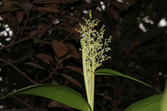 Joinvillea plicata