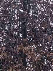 Pantala hymenaea
