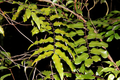 Lygodium reticulatum