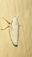 Prairiana