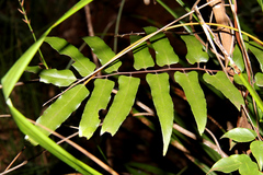 Lygodium reticulatum