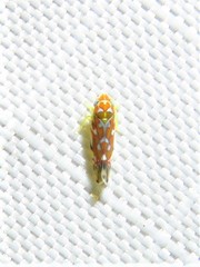 Erythroneura rubra