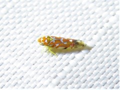 Erythroneura rubra