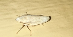 Prairiana