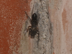 Myrmarachne inermichelis