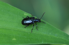Lema concinnipennis