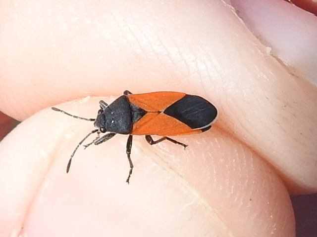 Belfrage's Seed Bug