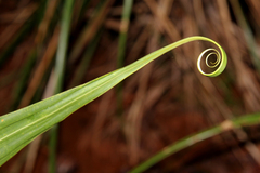 Flagellaria neocaledonica