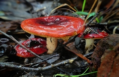 Russula persanguinea