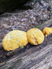 Aurantiporus croceus