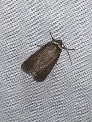 Sympistis stabilis